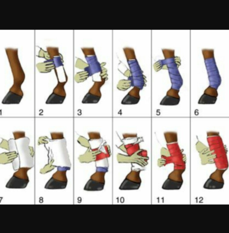 Lab 5 Equine Limb Immobilization & Bandaging